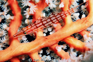 long nose hawk fish on hard coral by Jan Maringka 